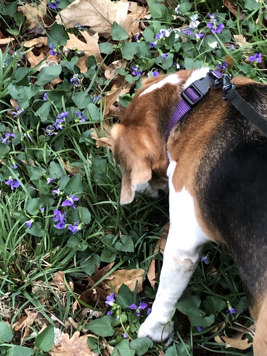 Violet among the violets