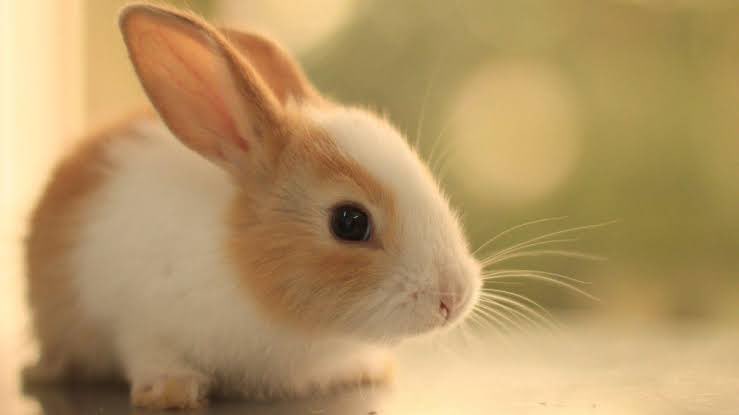 Every living thing is perfect… Support the bunnies 🐰❤️ <a href="/elonmusk/">Elon Musk</a> 👀