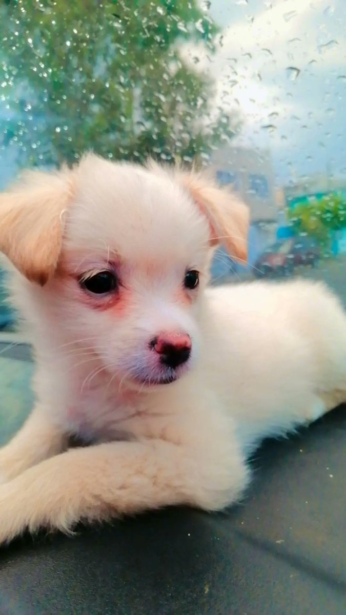 Gabriel34071068's tweet photo. Muñeco Asi Llamo Mi Hija 🐶🥰#HéroesDeLomitos https://t.co/itI0FsC02X