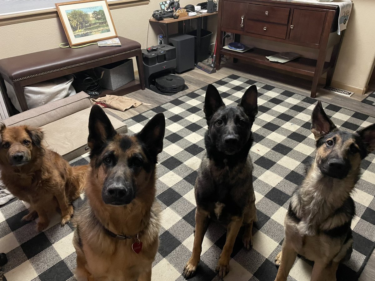 Aaterry26Ann's tweet image. Happy boys! @LaurenH67041808 Happy Saturday folks #GermanShepherd #potcake