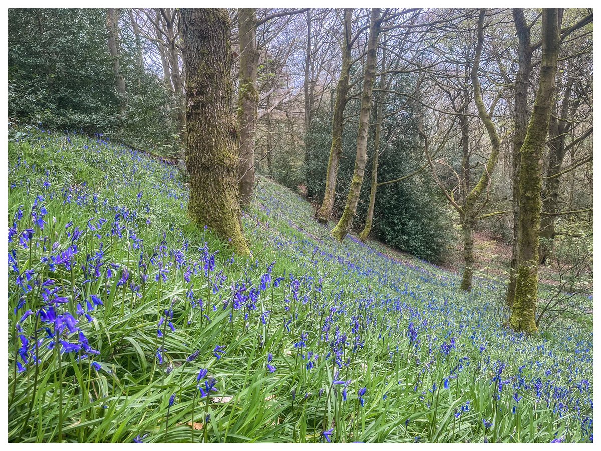Final walk of April, in the rain to Morton Woods #Kirklees to check out the #bluebells. I’ve walked 335 miles so far this year - on target to walk 1000 miles in 2023 #walk1000miles2023 #walking #ActiveCalderdale #walkshire