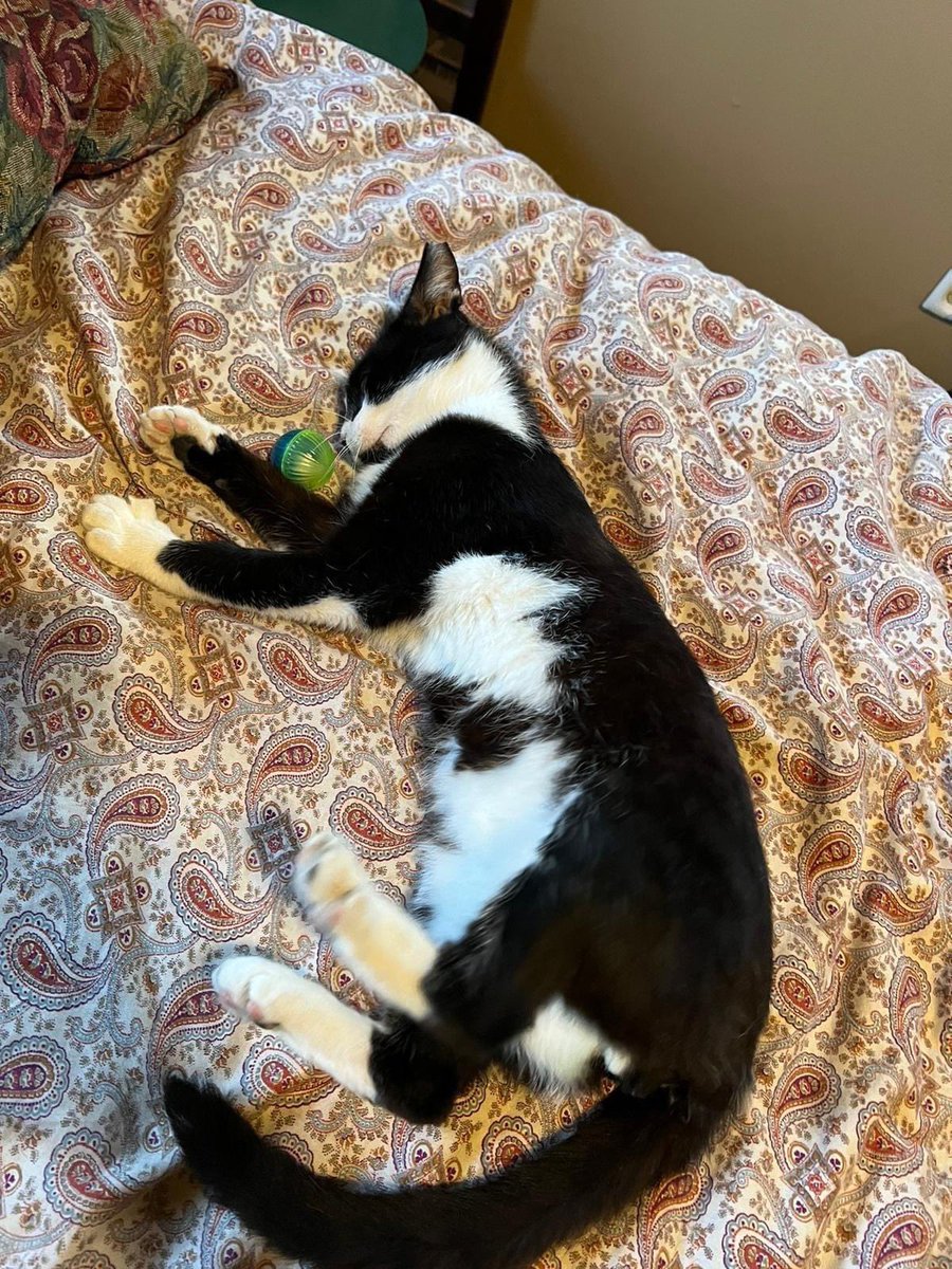 Rocky is settling into the good life with his soldier’s family! Welcome home, Rocky!!