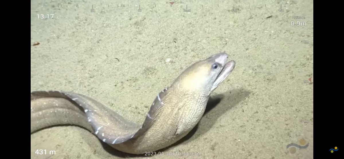 CaliKatBird's tweet photo. When you're down in the sea and an eel bites your knee... #thatsamoray @SchmidtOcean #WhitingBank https://t.co/EQSYtPZzdh