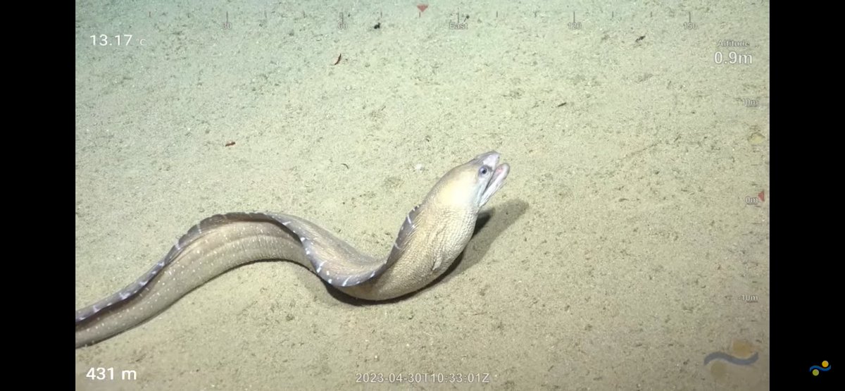 CaliKatBird's tweet photo. When you're down in the sea and an eel bites your knee... #thatsamoray @SchmidtOcean #WhitingBank https://t.co/EQSYtPZzdh