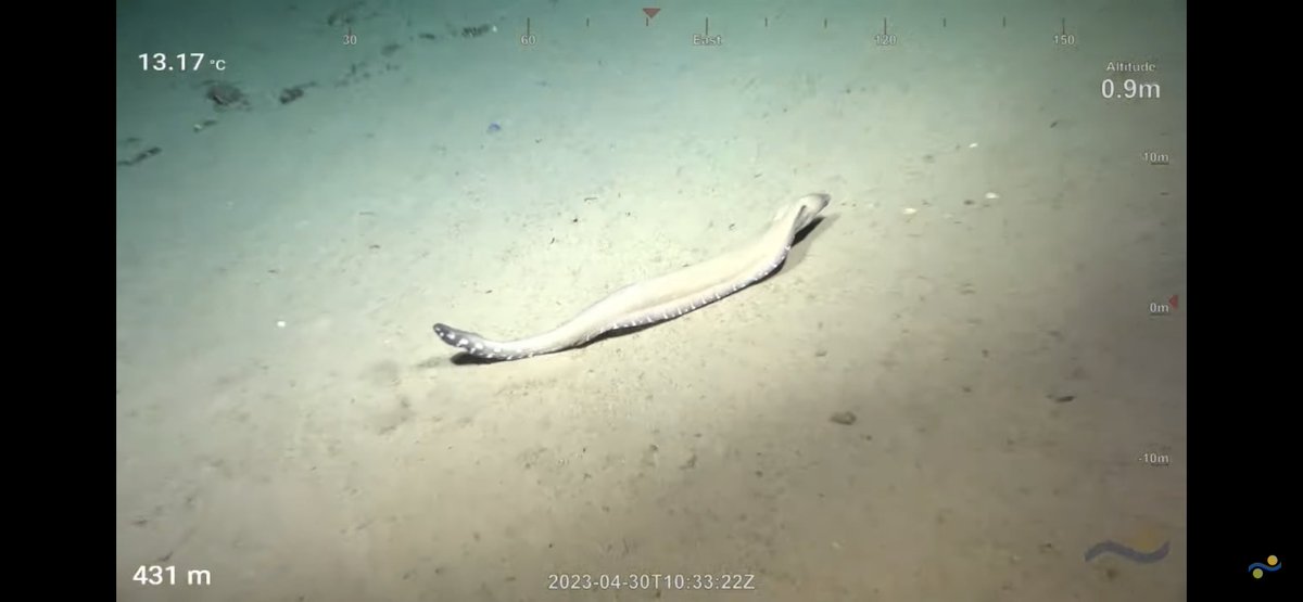 CaliKatBird's tweet photo. When you're down in the sea and an eel bites your knee... #thatsamoray @SchmidtOcean #WhitingBank https://t.co/EQSYtPZzdh