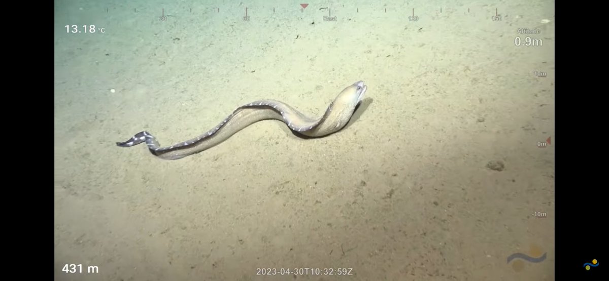 CaliKatBird's tweet photo. When you're down in the sea and an eel bites your knee... #thatsamoray @SchmidtOcean #WhitingBank https://t.co/EQSYtPZzdh
