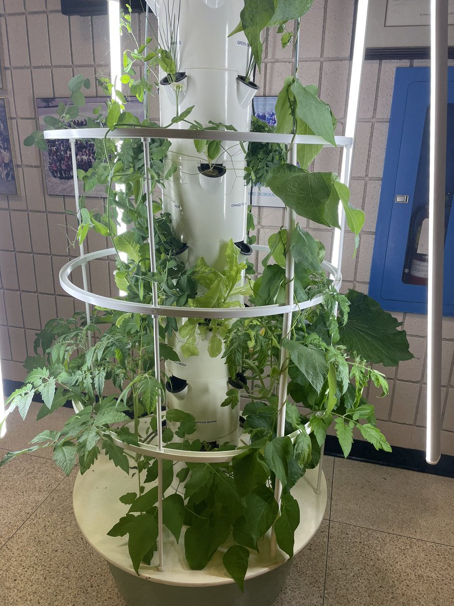 PHStAnthony's tweet photo. And our tower garden keeps growing! https://t.co/CEAniQEwnW