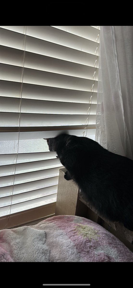 alitaboniita's tweet photo. Happy late birthday to my beautiful king my Loki πI love being his dough when heβs making biscuits, we are forever attached internally i love my gordo so muchππ©π½βπΌπ #1stBDay https://t.co/VI60qOqnZr
