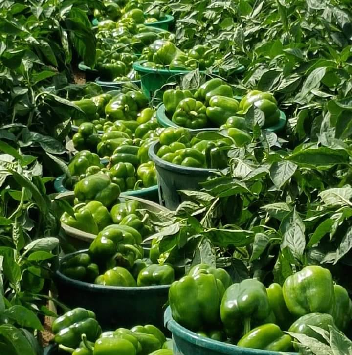WorldlyHQ's tweet photo. If you are interested in the future of capsicum farming, like and retweet. https://t.co/UKxqqyu0y8