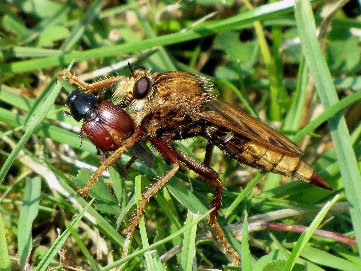 For #worldrobberflyday I give you Hornet Robberfly, Asilus crabroniformis, what a beast!