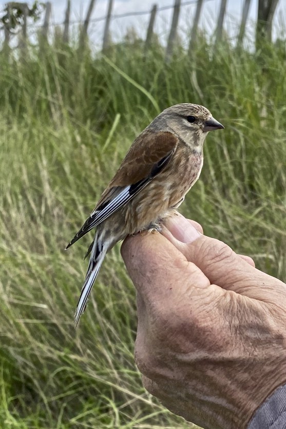Lovely weather conditions yesterday morning. I was out ringing at one of my sites with my brother. 25 birds caught, mostly warblers, including Sedge 6, Whitethroat 6, Reed Warbler 4, Cetti’s 2, Goldfinch and Linnets. Observations included 12 Whimbrel and a Cuckoo.