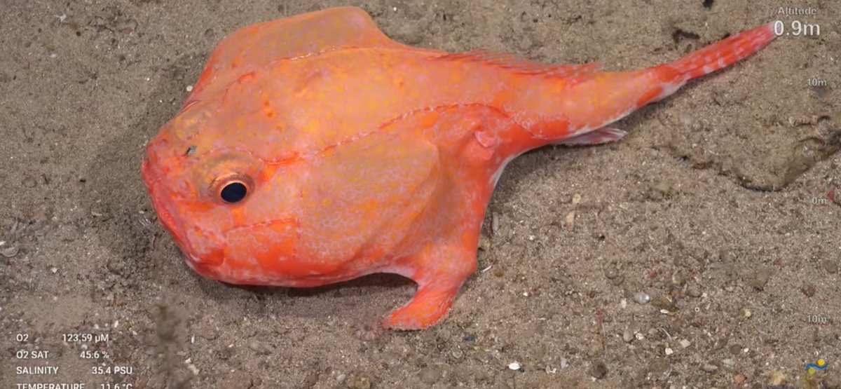 CaliKatBird's tweet photo. Chaunax have become the fish of the dive these last couple of days. #restinggrumpface #whysoglumchum @SchmidtOcean #WhitingBank https://t.co/DkyAexmPeV
