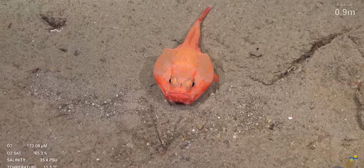 CaliKatBird's tweet photo. Chaunax have become the fish of the dive these last couple of days. #restinggrumpface #whysoglumchum @SchmidtOcean #WhitingBank https://t.co/DkyAexmPeV