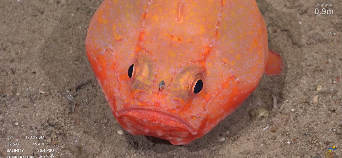 CaliKatBird's tweet photo. Chaunax have become the fish of the dive these last couple of days. #restinggrumpface #whysoglumchum @SchmidtOcean #WhitingBank https://t.co/DkyAexmPeV