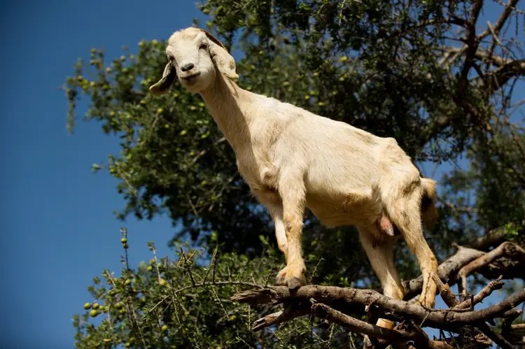 YoungBoyNews4KT's tweet photo. NBA YoungBoy Was Seen Climbing A Tree 🐐😂 https://t.co/E8gxOEY0wR