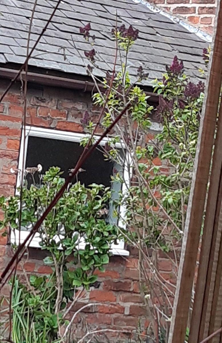e_finer's tweet photo. The lilac is starting to flower, this makes me happy. #discworld @rhipratchett https://t.co/kGVWtdHQji