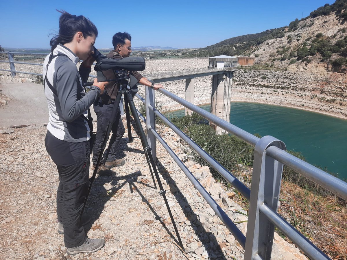 FundacionMigres's tweet photo. Después de varios meses de seguimiento, podemos decir que ya sabemos, casi con todo certeza, el número de parejas de águila pescadora detectadas en la provincia de Cádiz. Han sido nueve, de las cuales siete están incubando.
@endesa @fundacionendesa
#fundacionmigres #migres https://t.co/FeKvau2iPf