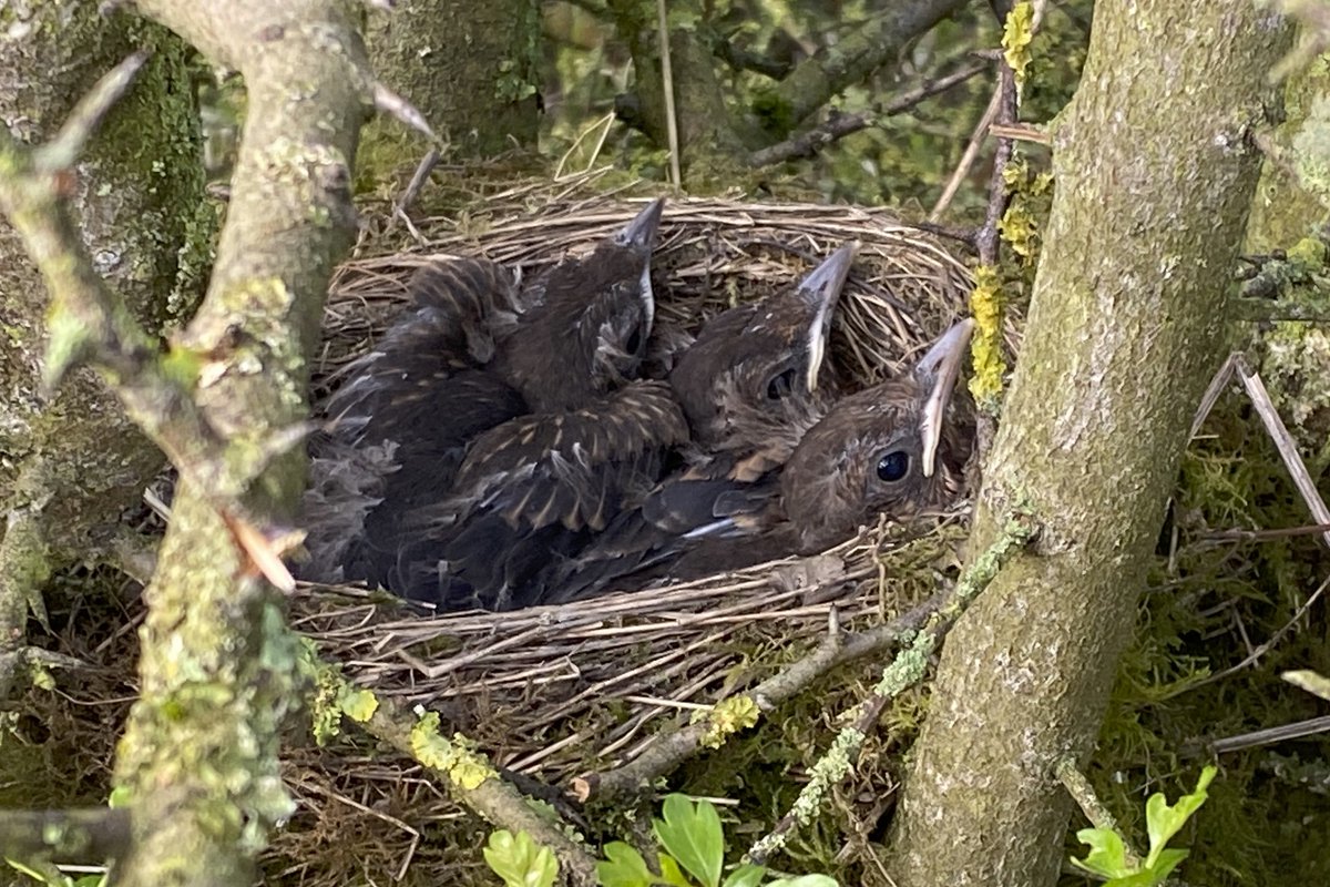 I was ringing at my Farmland site this morning. I caught another 15 summer migrants, my first Garden Warblers and Lesser Whitethroats of the year, another Nightingale, It was nice to see a brood of Blackbirds almost ready to fledge, I ringed them a week ago.