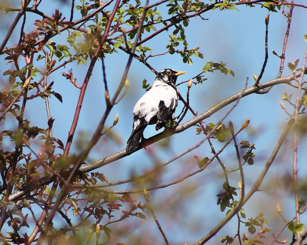 Ich präsentiere die coolste Amsel auf dem Planeten: