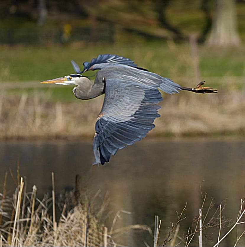 mosborg's tweet photo. Great blue heron taking flight at Lake Nokomis. “Creativity is the blue heron within us waiting to fly. Through her imagination, all things become possible.” ~  Nadia Janice Brown
#BlueHeron #LakeNokomis #Minneapolis #Minnesota #TakingFlight https://t.co/qcGWPPprkb