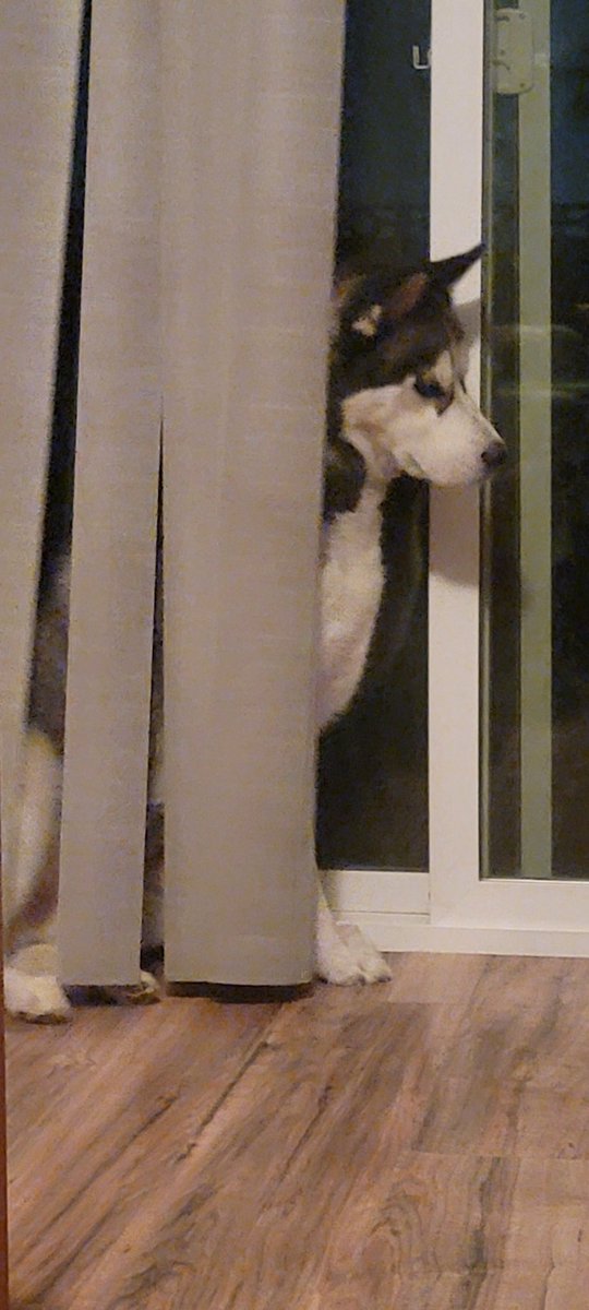 TwitchyShadows's tweet photo. *leaves for 5 minutes*
I still haven't found what he did or broke. Still a good boy. https://t.co/6Ny0dzYniz