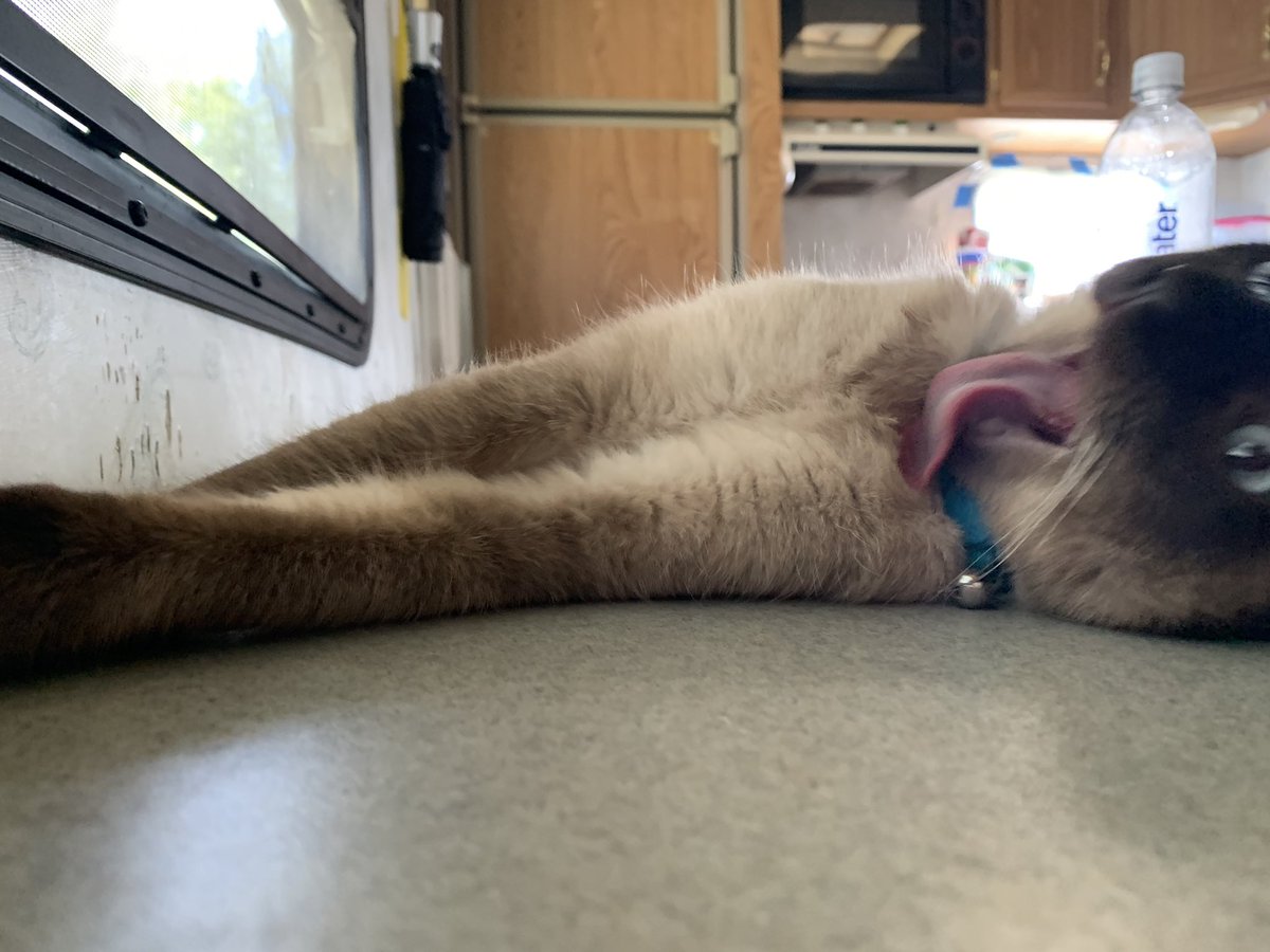 graveyard_dirtt's tweet image. Look at this dummy