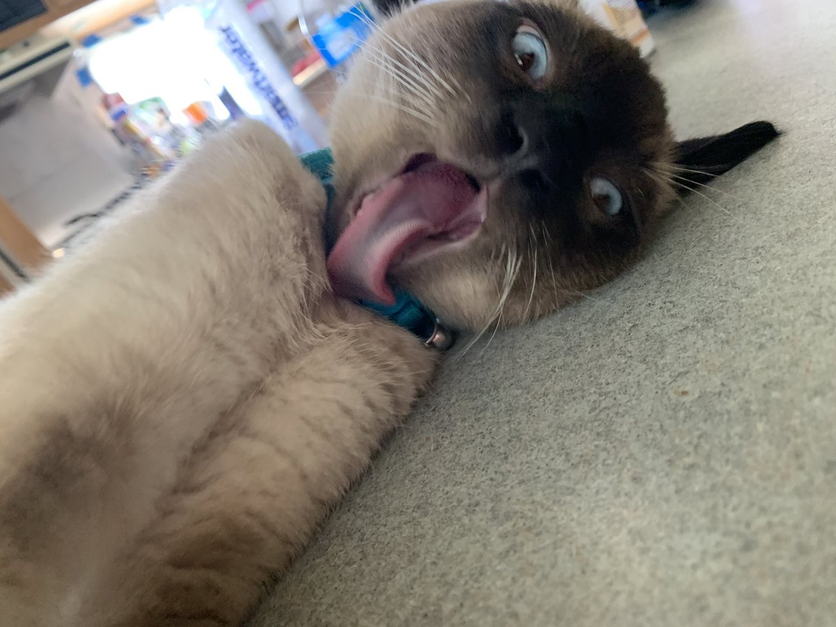 graveyard_dirtt's tweet image. Look at this dummy