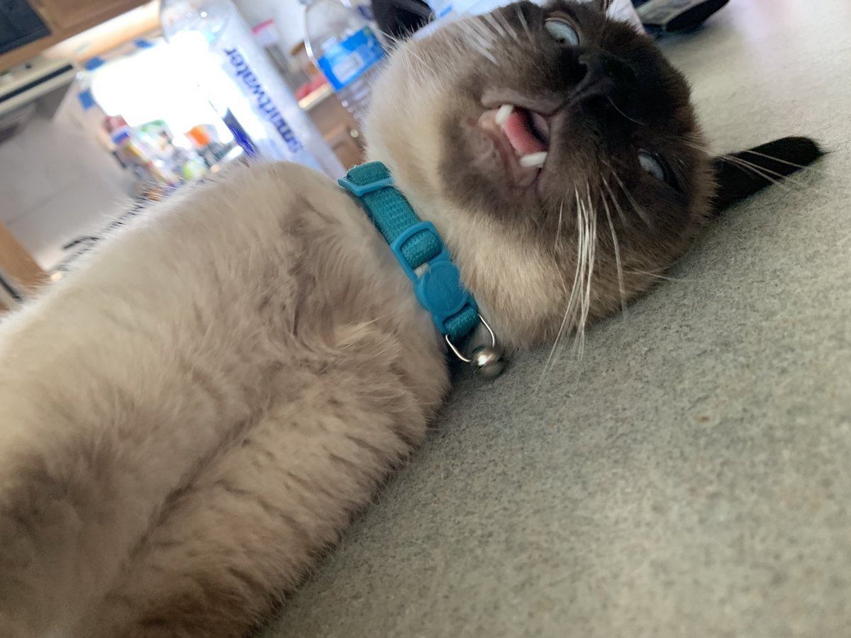 graveyard_dirtt's tweet image. Look at this dummy