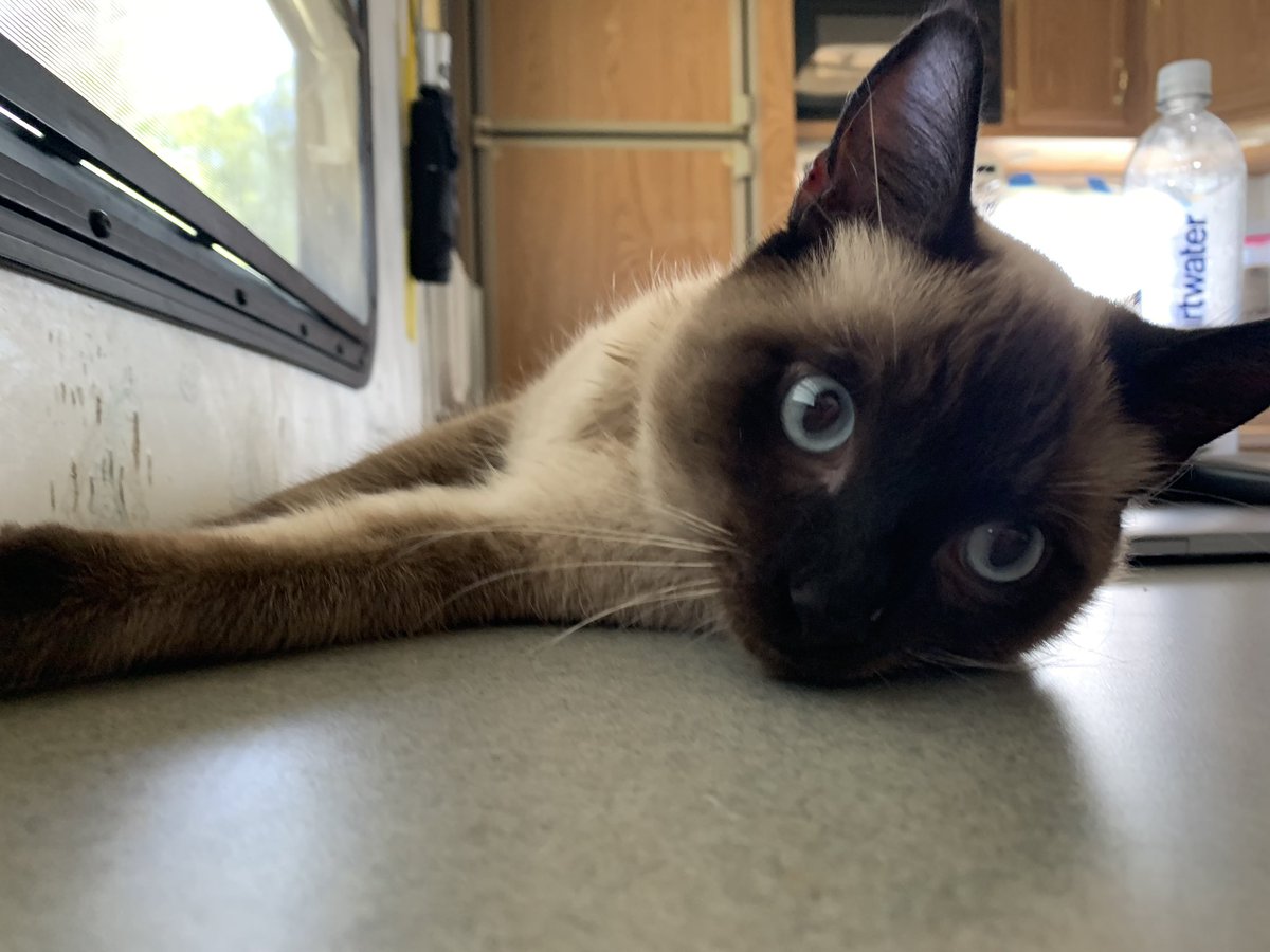 graveyard_dirtt's tweet image. Look at this dummy