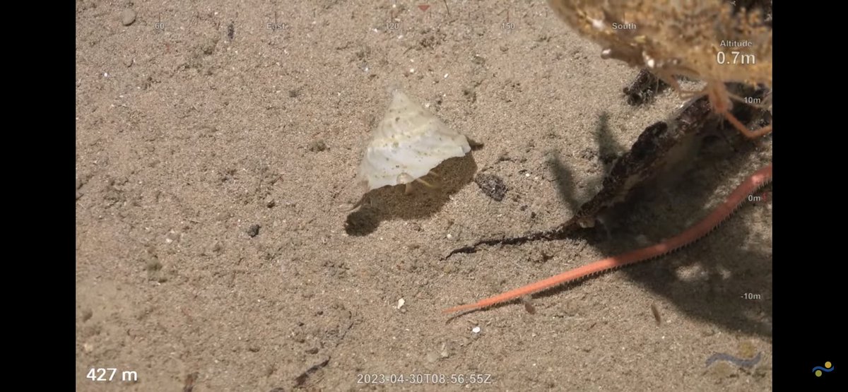CaliKatBird's tweet photo. This crab definitely traded up to a McMansion. You can barely see it under there. #hermitcrab @SchmidtOcean #WhitingBank https://t.co/B5kibR0psE
