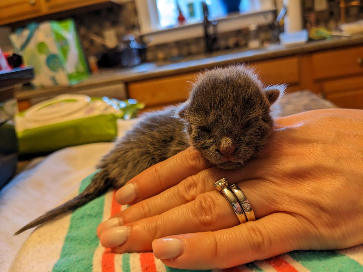PR4_4legs's tweet photo. Took in this little orphan whom hubs has named Joe Burrow, both because he burrows in his blankets and because @JoeyB, former @LSUfootball Tiger, current Cincinnati @Bengals, gives a tiny guy much to aspire to. https://t.co/7SB8CPs9rk
