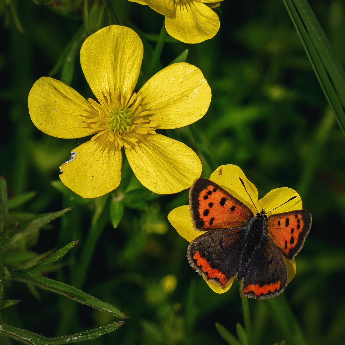 profiter du long week-end 🌼 🦋

#instAnjou #Angers #visitAngers #maineetloire #SuperNatureAngers #anjou #iGersAnjou #jaimelanjou #paysdelaloire #battleflowers