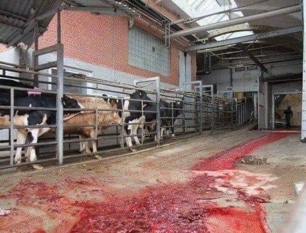 ShortnBluntTho's tweet photo. People really want to believe slaughterhouses are humane. 

Grass fed, local, organic etc. All marketing buzz words to make consumers feel better about their violent choices. https://t.co/mK06Fc041v