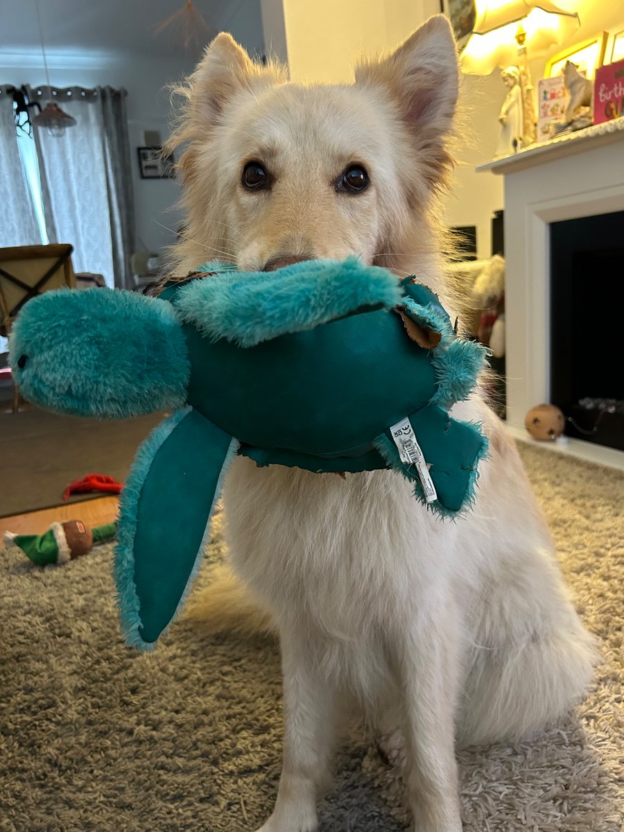 Freya2020@whiteshepherds tweet media