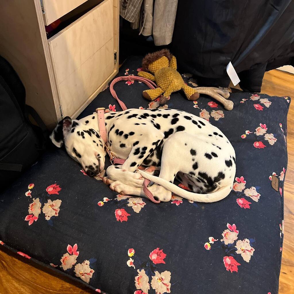 sstevenscanes's tweet photo. I had Pippy in the office with me on Wednesday, trying to get her used to entertaining herself. It’s a little challenging. https://t.co/fkXmX5piIG https://t.co/4vDqIKQv3w
