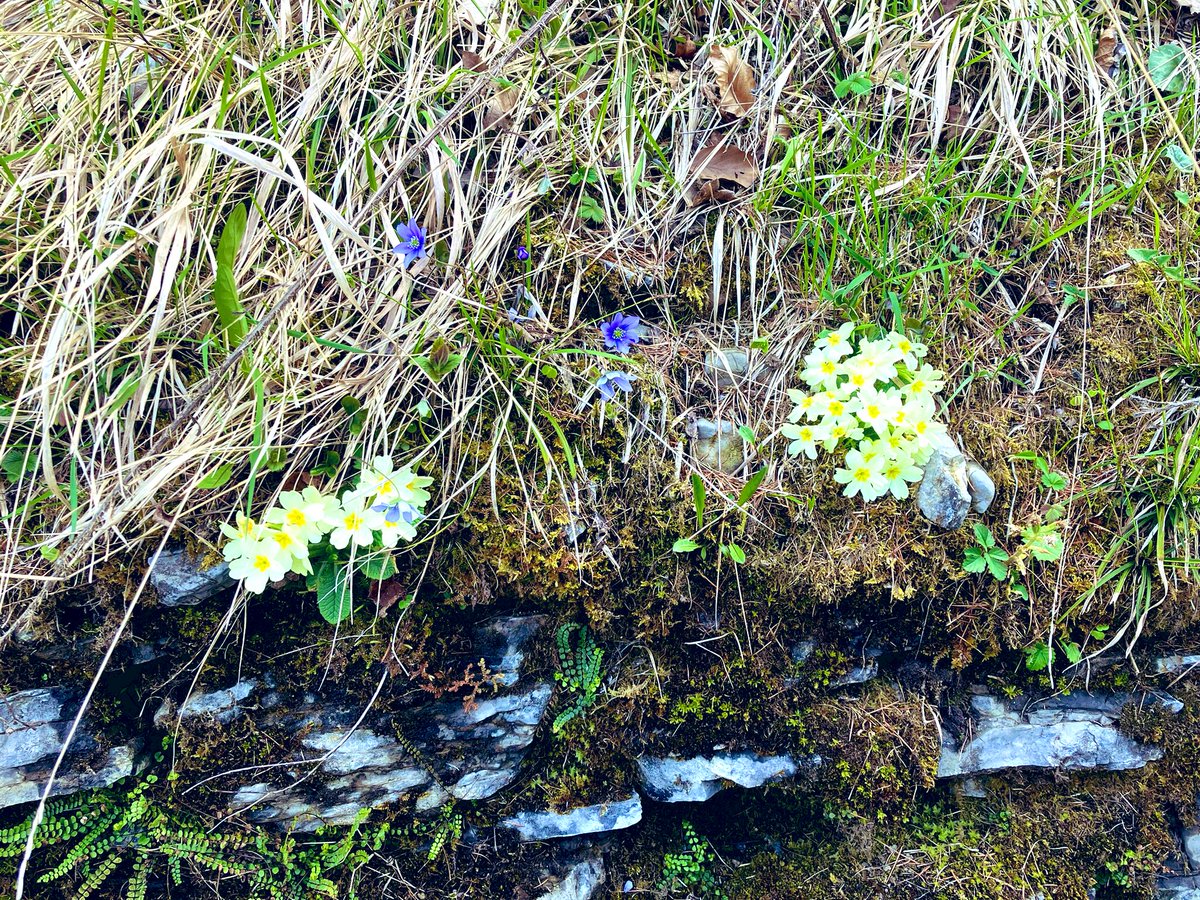 “Apes, ut aiunt, debemus imitari, quae vagantur et flores ad mel faciendum idoneos carpunt, deinde quidquid attulere disponunt ac per favos digerunt et, ut Vergilius noster ait,
liquentia mella 
stipant et dulci distendunt nectare cellas”. (Sᴇɴ. 𝐸𝑝. 𝑎𝑑 𝐿𝑢𝑐. 84,3)