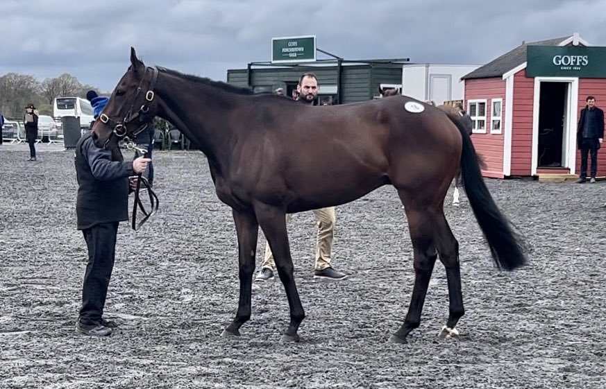 FowlerStud's tweet photo. 💥A smart week @punchestownrace for the “A TEAM” here with TOMMY TIME selling for €130k to @PKirbyRacing @Goffs1866 punchestown sale +our stable star COLONEL MUSTARD running a fine 3rd in the Gr.1 @pphorseracing Champion hurdle collecting €30k “Love it when plan comes together” https://t.co/BI2ql3dTIb