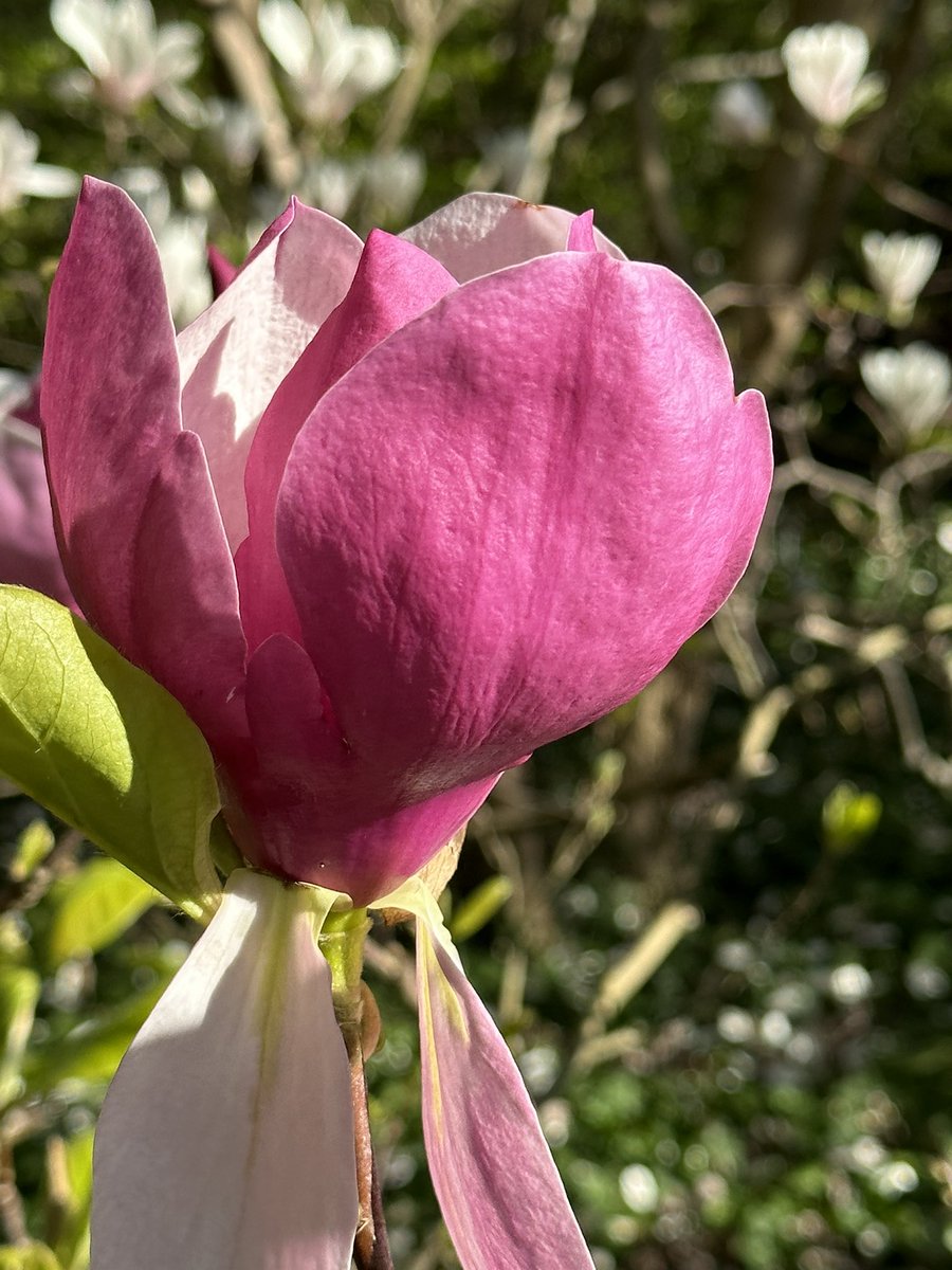 kwojciechowicz's tweet photo. May at the Botanical Gardens in #Powsin 🌸🌸 #may #flowers #blossom #spring #wiosna #photography https://t.co/THYCMNvCzn