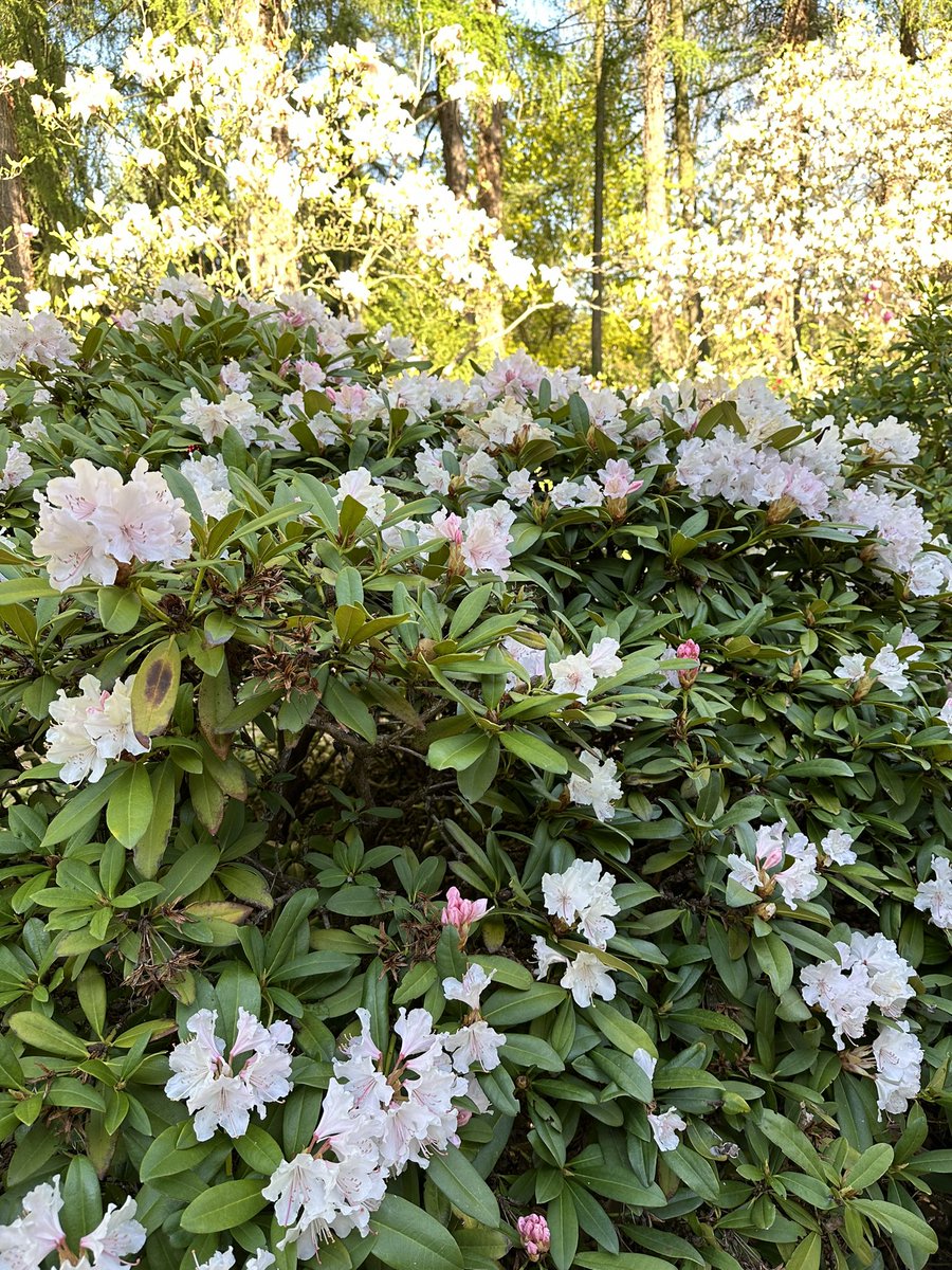 kwojciechowicz's tweet photo. May at the Botanical Gardens in #Powsin 🌸🌸 #may #flowers #blossom #spring #wiosna #photography https://t.co/THYCMNvCzn