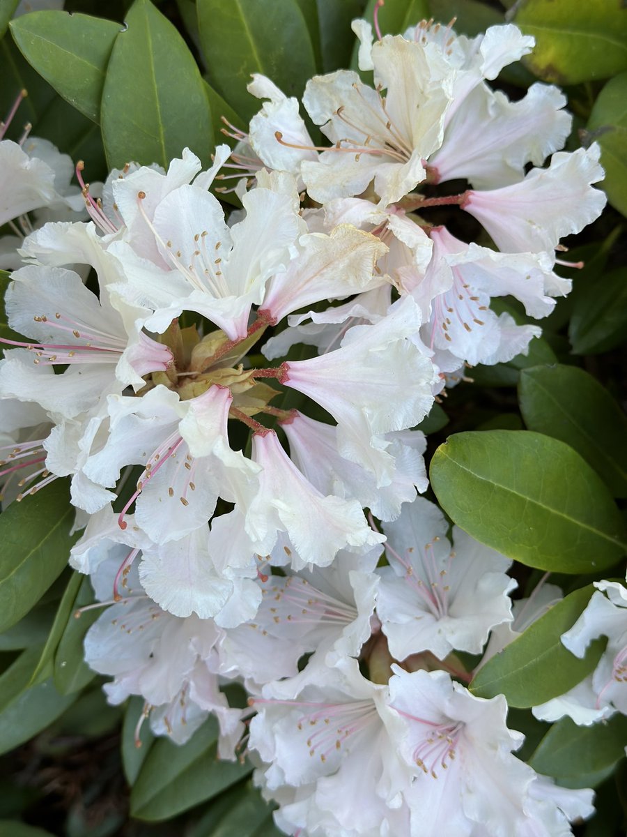 kwojciechowicz's tweet photo. May at the Botanical Gardens in #Powsin 🌸🌸 #may #flowers #blossom #spring #wiosna #photography https://t.co/THYCMNvCzn