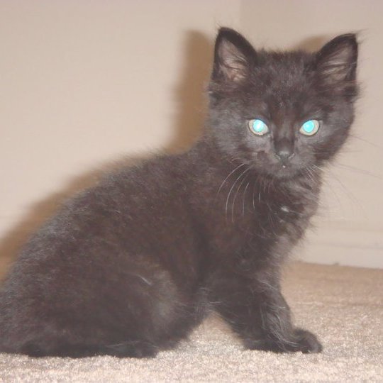 Katelyn Heling tweet media