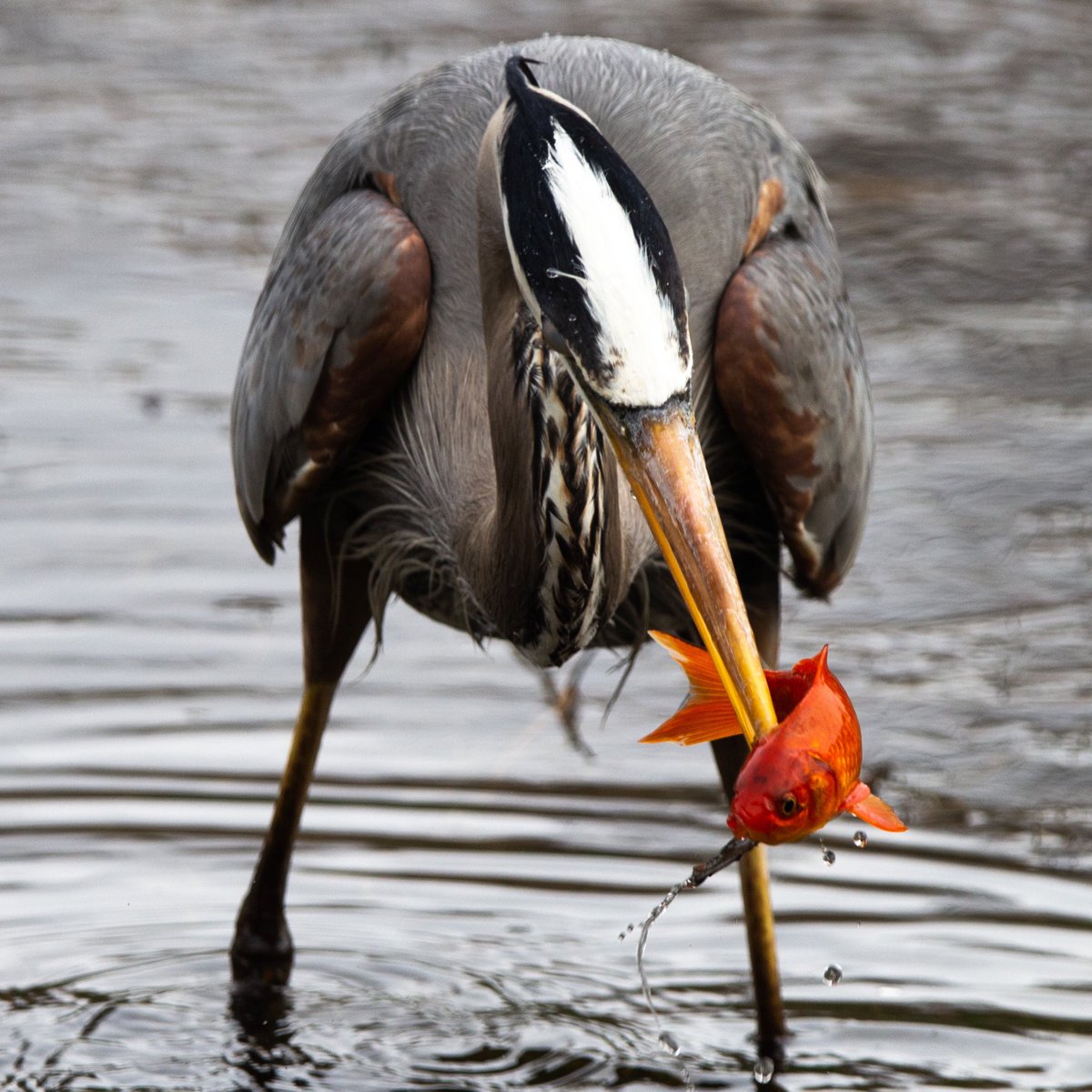 mbueckert's tweet photo. If you were keeping your goldfish in the pond at Parc Lafontaine I have some bad news #birdsofquebec
#montreal https://t.co/M6J2WKfNuv https://t.co/eJ5K8Sguny