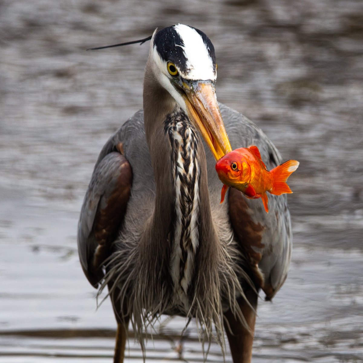 mbueckert's tweet photo. If you were keeping your goldfish in the pond at Parc Lafontaine I have some bad news #birdsofquebec
#montreal https://t.co/M6J2WKfNuv https://t.co/eJ5K8Sguny