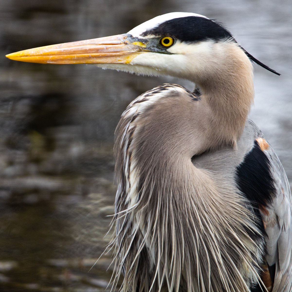 mbueckert's tweet photo. If you were keeping your goldfish in the pond at Parc Lafontaine I have some bad news #birdsofquebec
#montreal https://t.co/M6J2WKfNuv https://t.co/eJ5K8Sguny