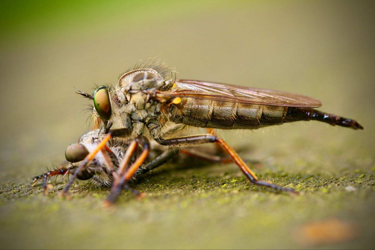 #worldrobberflyday

Cannibal common awl robber flies