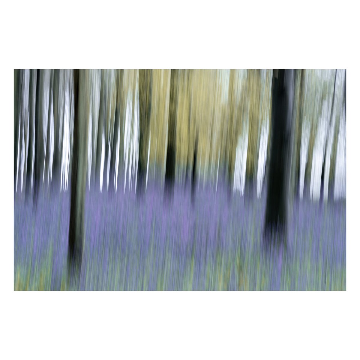 unplugged_187's tweet photo. It’s bluebell season…. Join the crowds #Bluebells #icm #icmphotography #thechilterns #photooftheday https://t.co/6CjnL8SpaJ