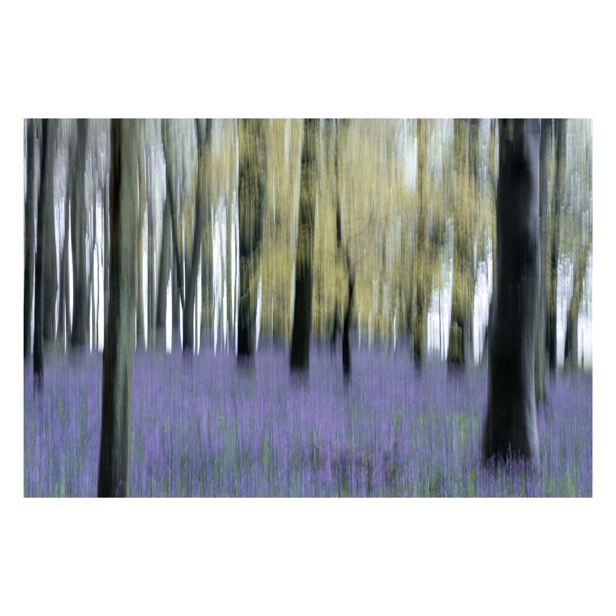 It’s bluebell season…. Join the crowds #Bluebells #icm #icmphotography #thechilterns #photooftheday