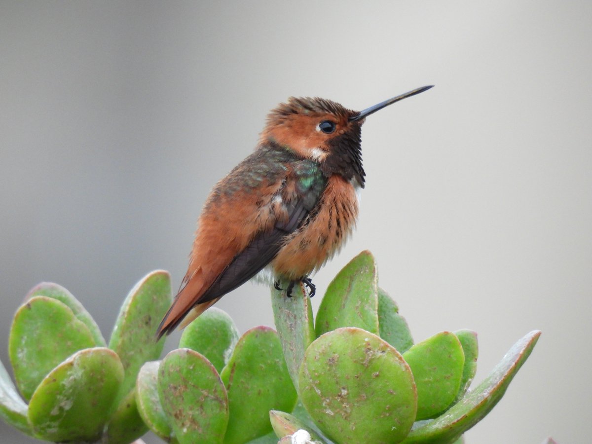 FaraoneGloria's tweet photo. Allen's Hummingbird, La Jolla, April 2023 https://t.co/ZIi5nWOzyV