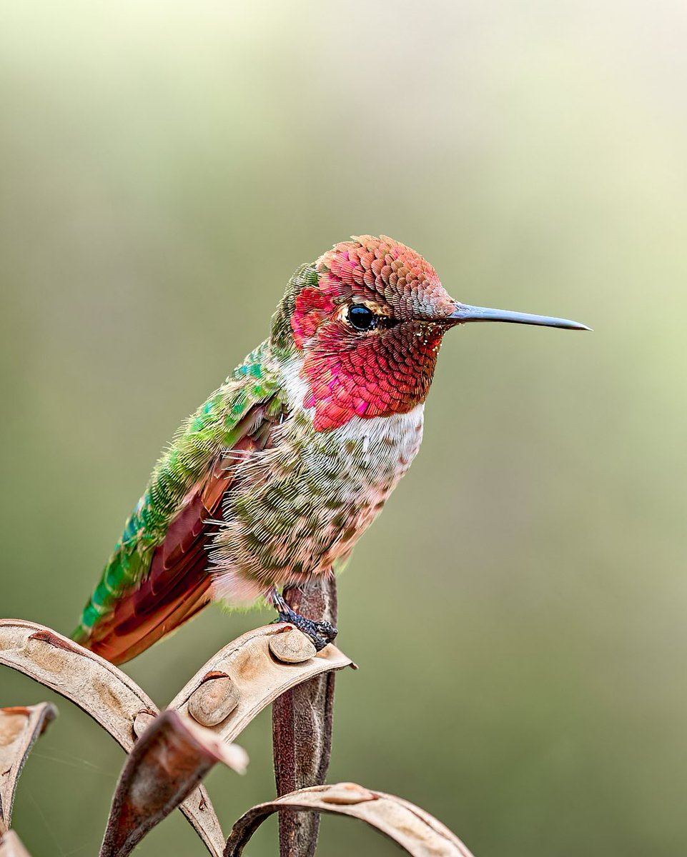 Hummingbird taking a rest from harvesting flowers #NaturePhotography #TwitterNatureCommunity #birdwatching #NatureBeauty