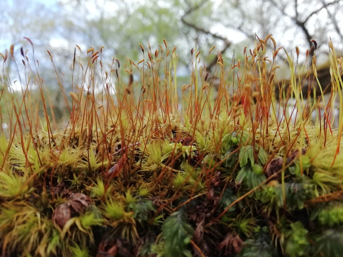 SuiMindfulness's tweet image. Moss ❤️ There's something so cute about it! 
@Tweetinggoddess
@SocialimpactIRE 
#SocEnt
#treesplease
#LifeOnLand